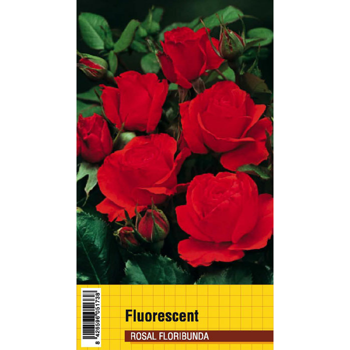 FLUORESCENT