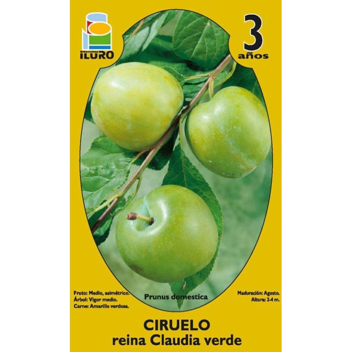 CIRUELO - REINA CLAUDIA VERDE