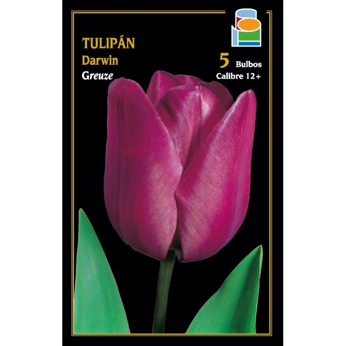 TULIPÁN GREUZE