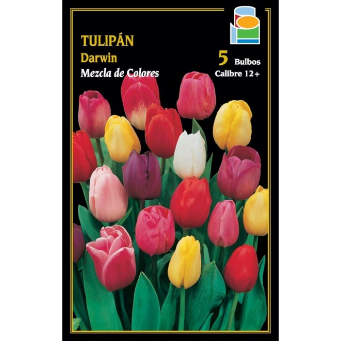 TULIPÁN DARWIN MEZCLA