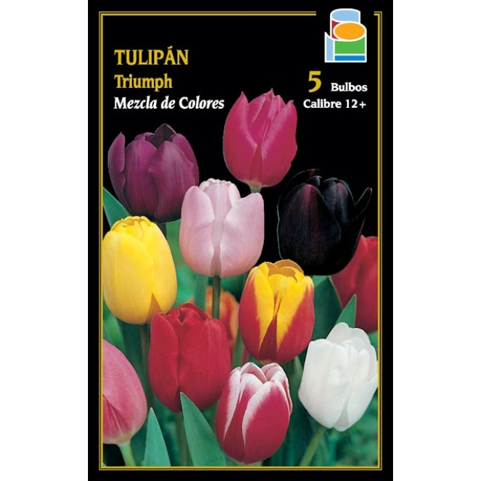 TULIPÁN TRIUMPH MEZCLA