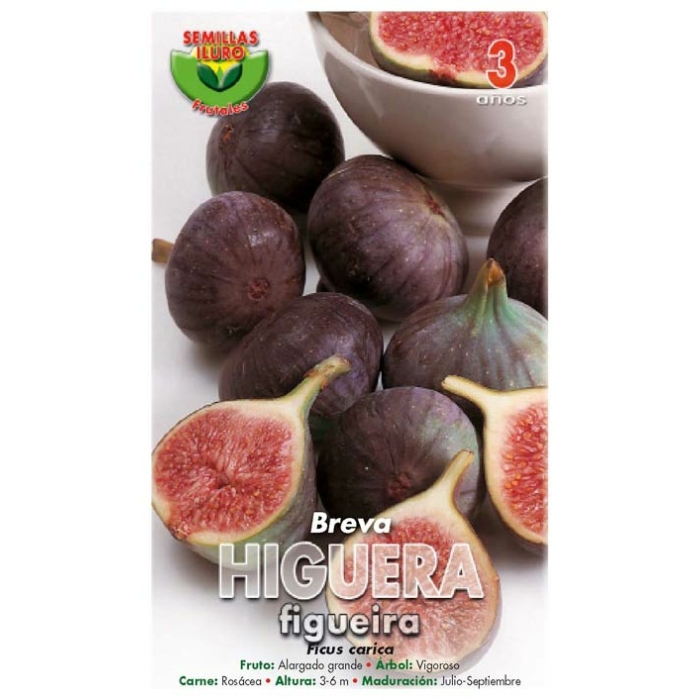 HIGUERA - BREVA