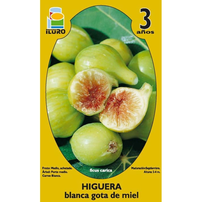 HIGUERA - BLANCA GOTA DE MIEL