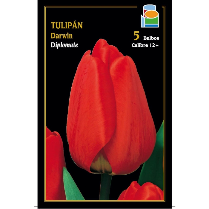 TULIPÁN DIPLOMATE