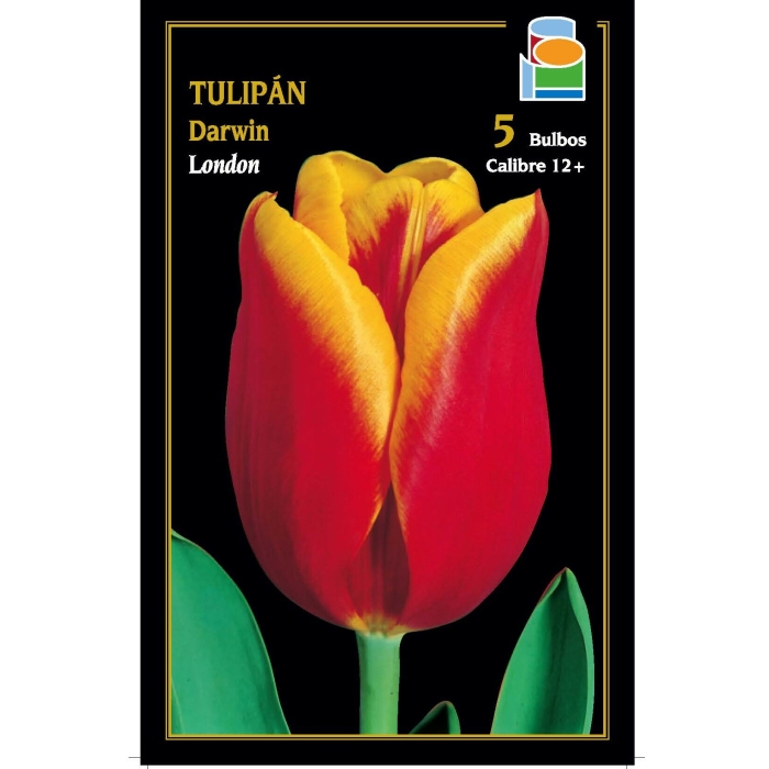TULIPÁN LONDON