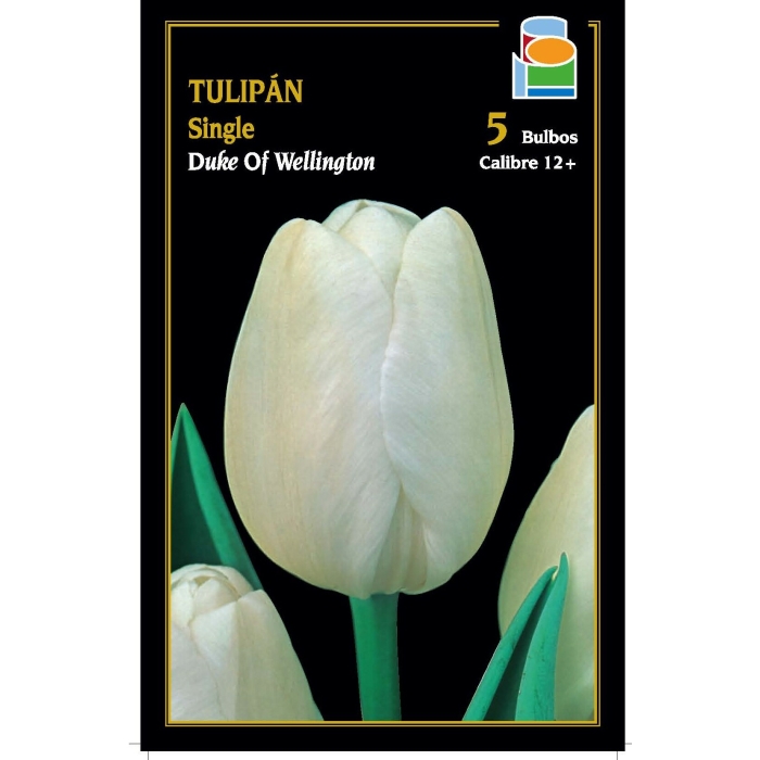 TULIPÁN DUKE OF WELLINGTON