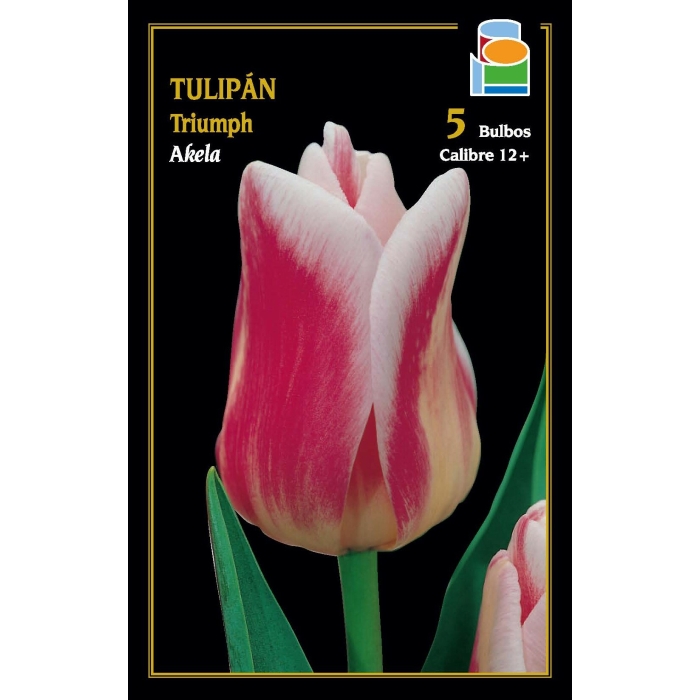 TULIPÁN AKELA