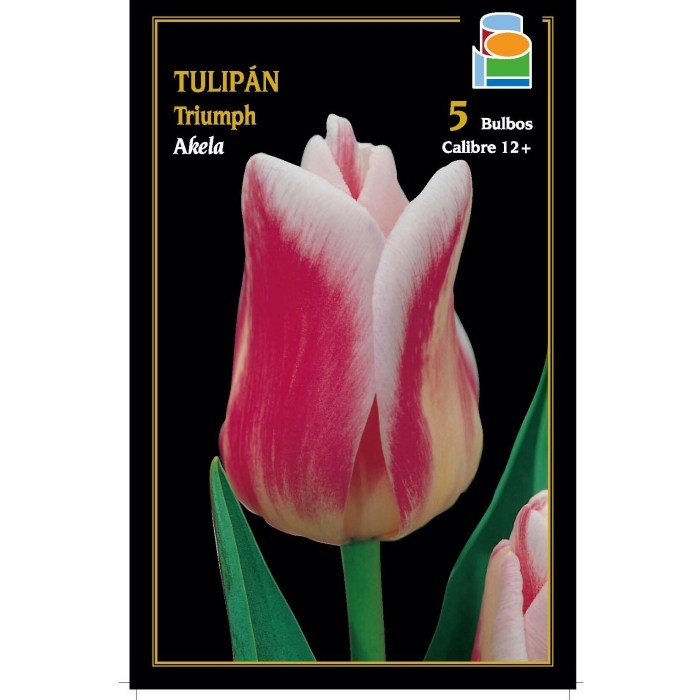 TULIPÁN AKELA