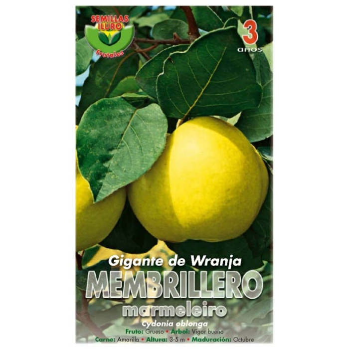MEMBRILLERO - GIGANTE DE WRANJA