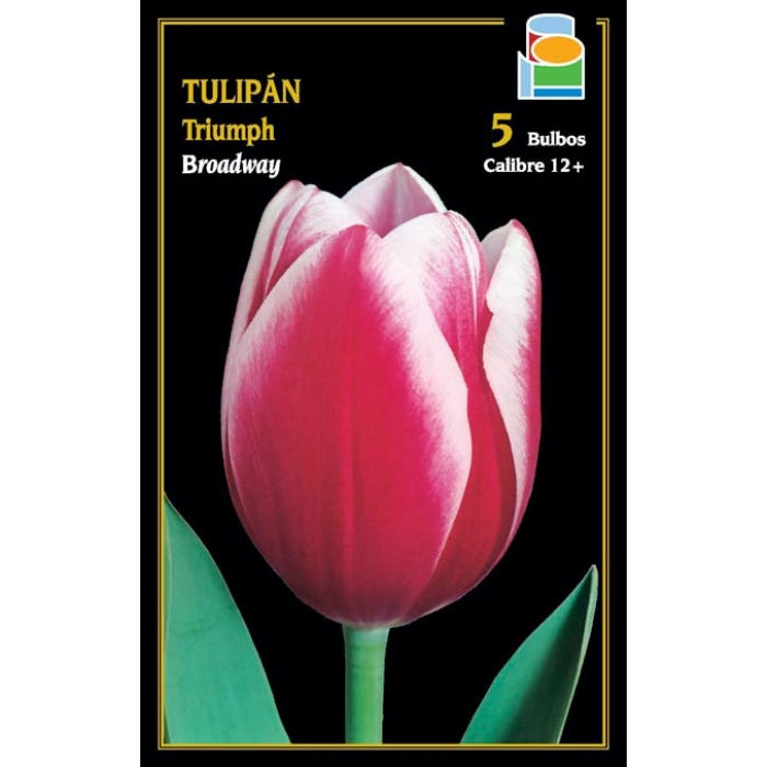 TULIPÁN BROADWAY
