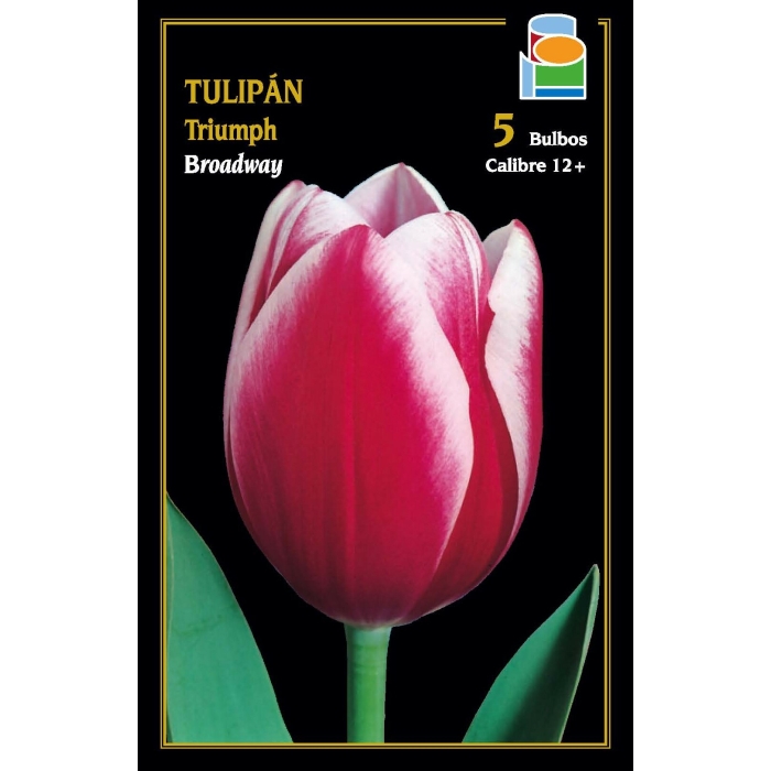 TULIPÁN BROADWAY