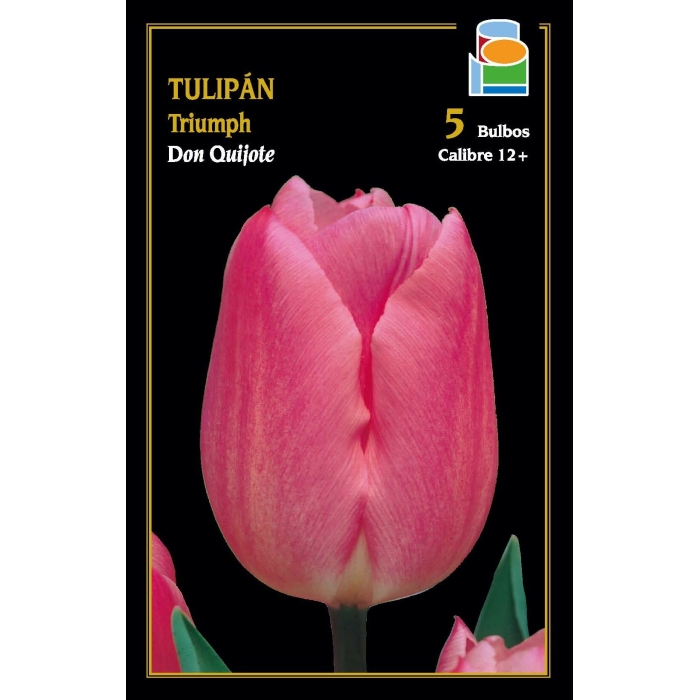 TULIPÁN DON QUIJOTE