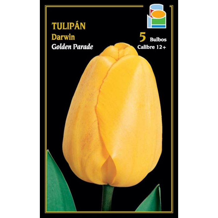 TULIPÁN GOLDEN PARADE