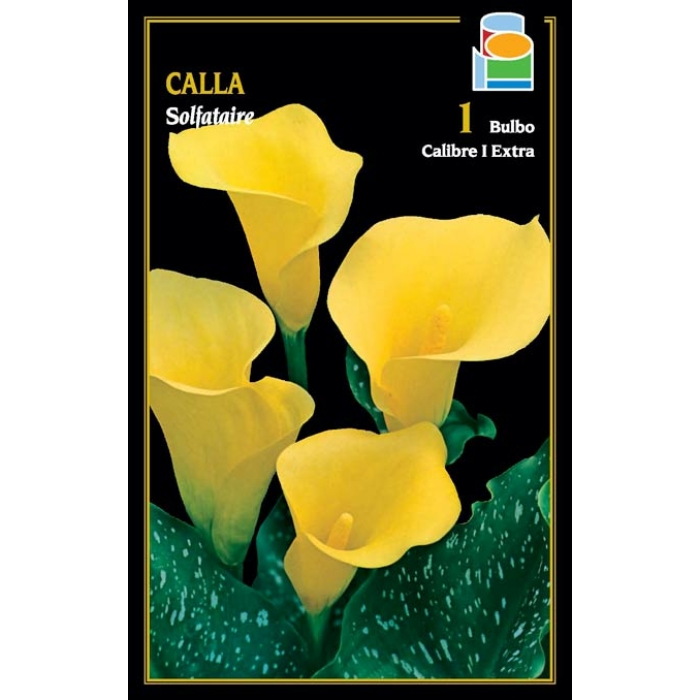 CALLA SOLFATARE