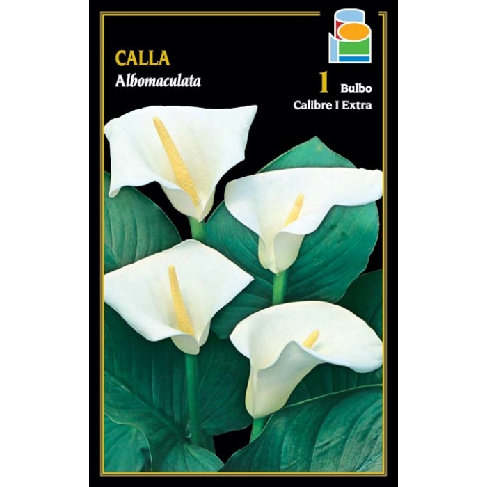 CALLA ALBOMACULATA