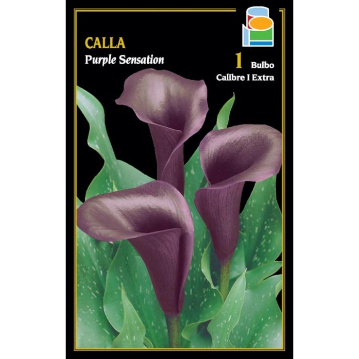 CALLA PURPLE SENSATION