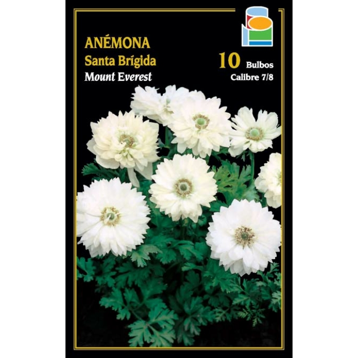 ANÉMONA SANTA BRÍGIDA MOUNT EVEREST