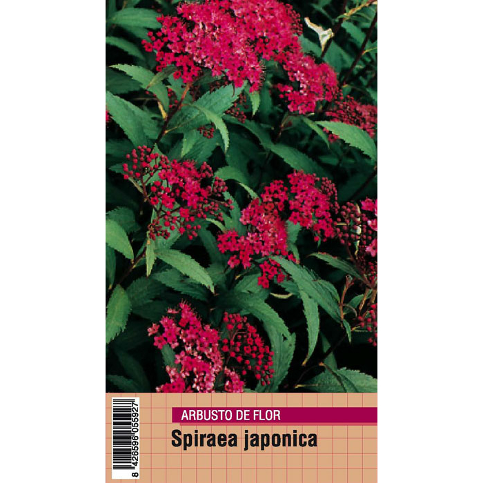 SPIRAEA