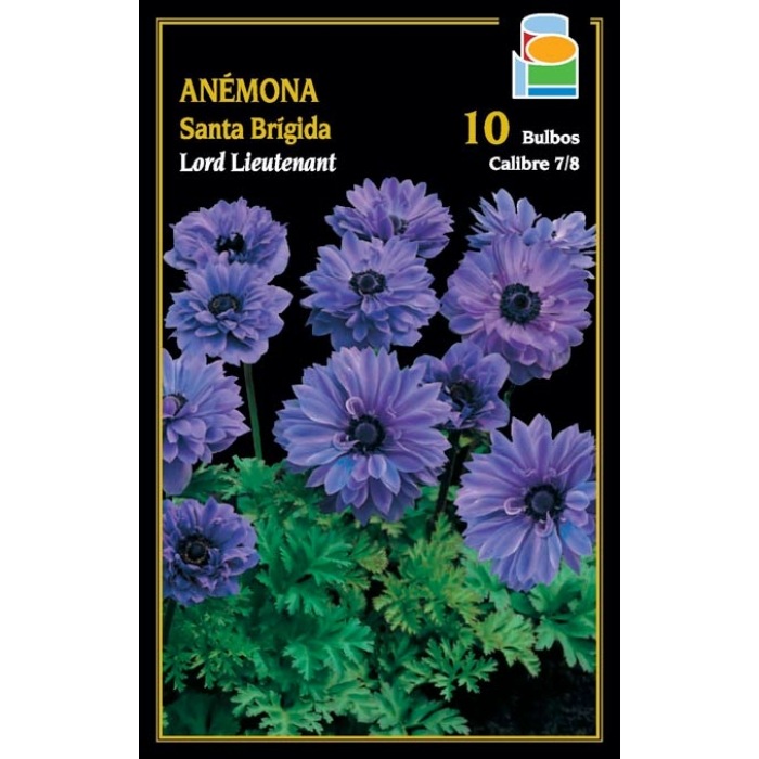 ANÉMONA SANTA BRÍGIDA LORD LIEUTENANT