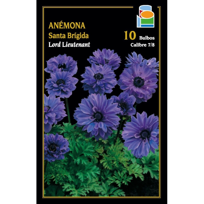 ANÉMONA STA. BRÍGIDA LORD LIUTENANT