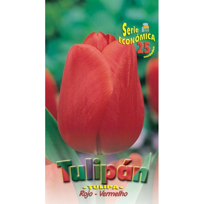 TULIPÁN ROJO