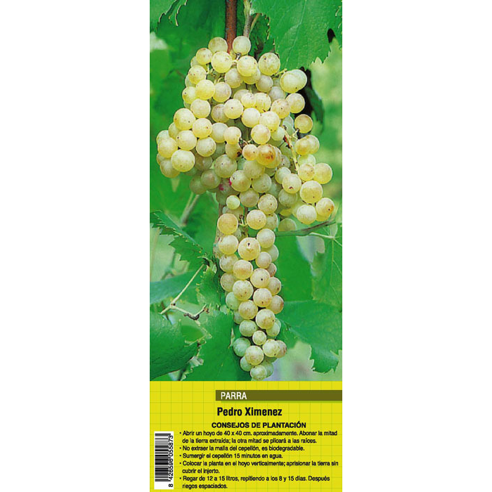UVA PEDRO XIMENEZ