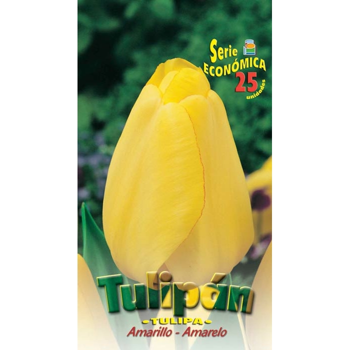TULIPÁN AMARILLO