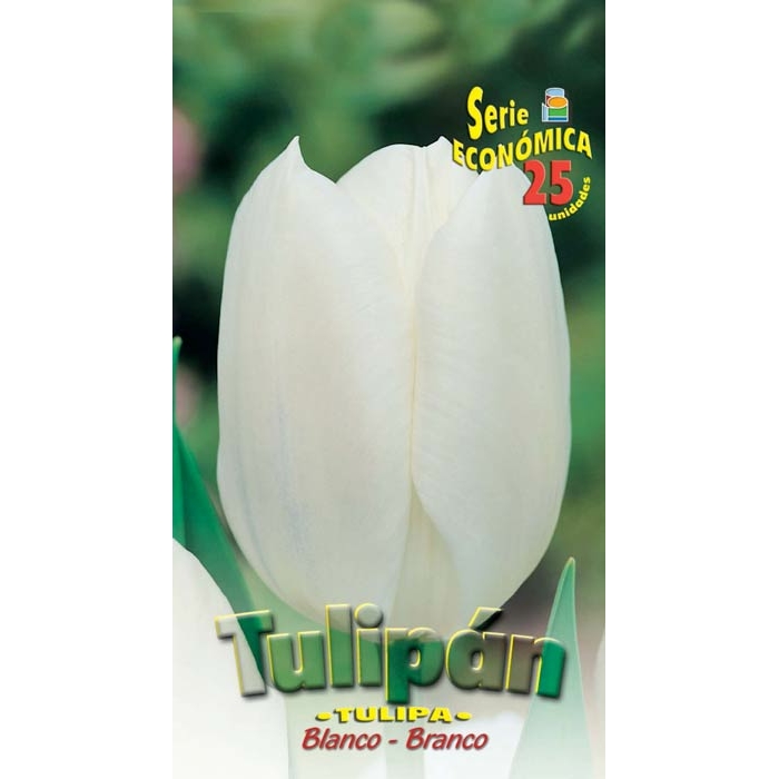 TULIPÁN BLANCO