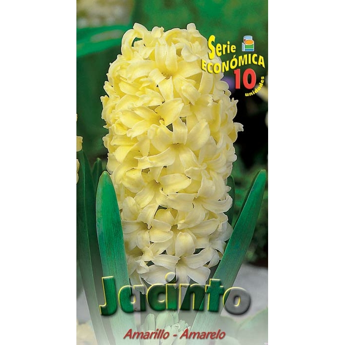 JACINTO AMARILLO