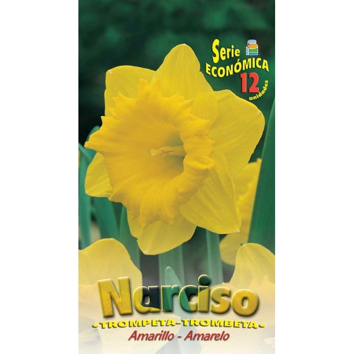 NARCISO TROMPETA AMARILLO