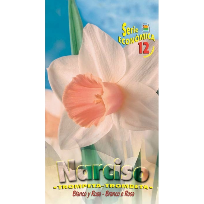 NARCISO TROMPETA BLANCO Y ROSA