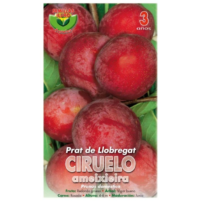 CIRUELO - PRAT DE LLOBREGAT