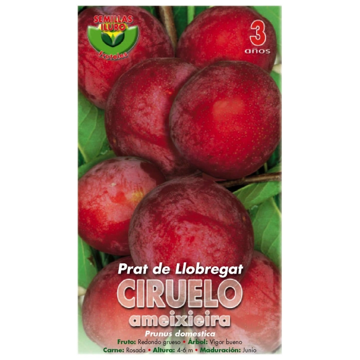 CIRUELO - PRAT DE LLOBREGAT