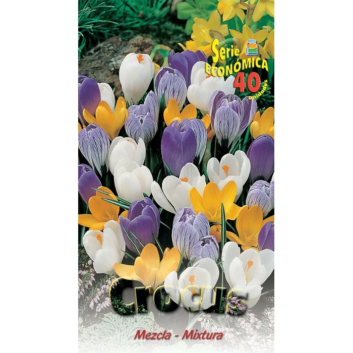 CROCUS MEZCLA 7/8