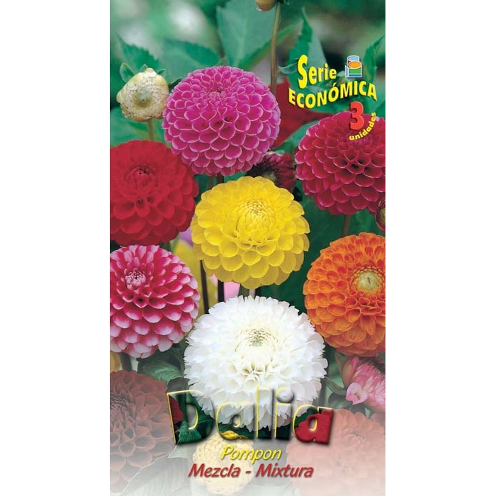 DALIA POM POM MEZCLA DE COLORES