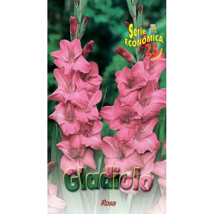 GLADIOLO ROSA