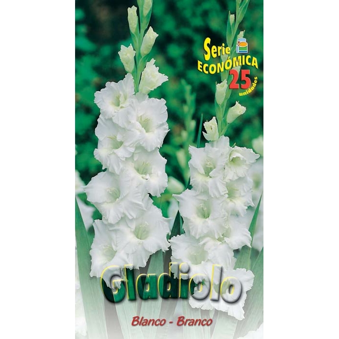 GLADIOLO BLANCO