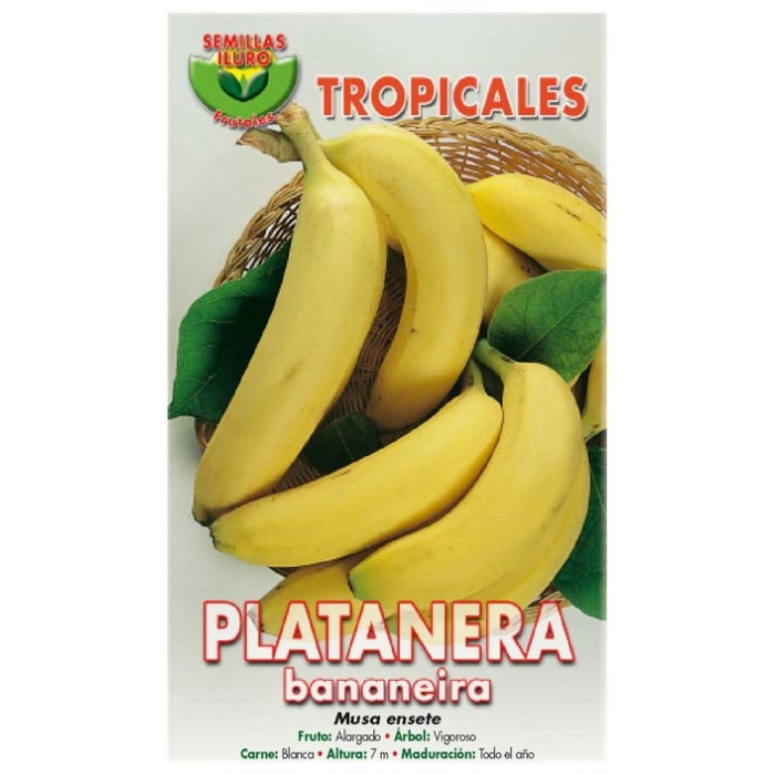 PLATANERA