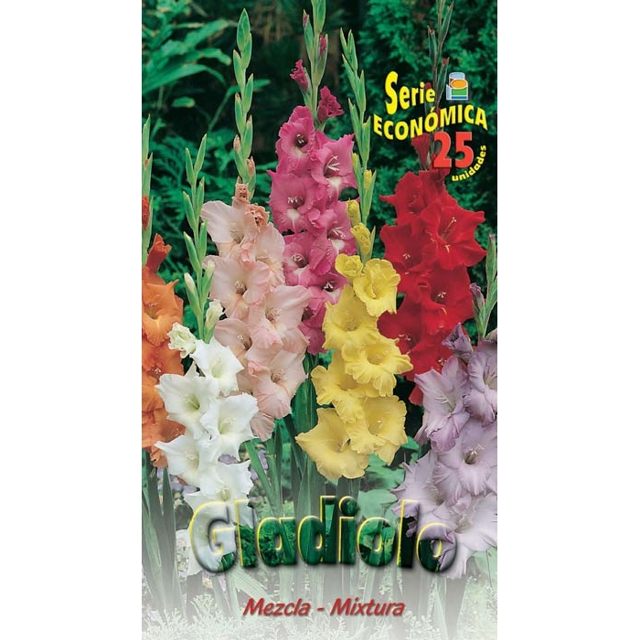 GLADIOLO MEZCLA DE COLORES