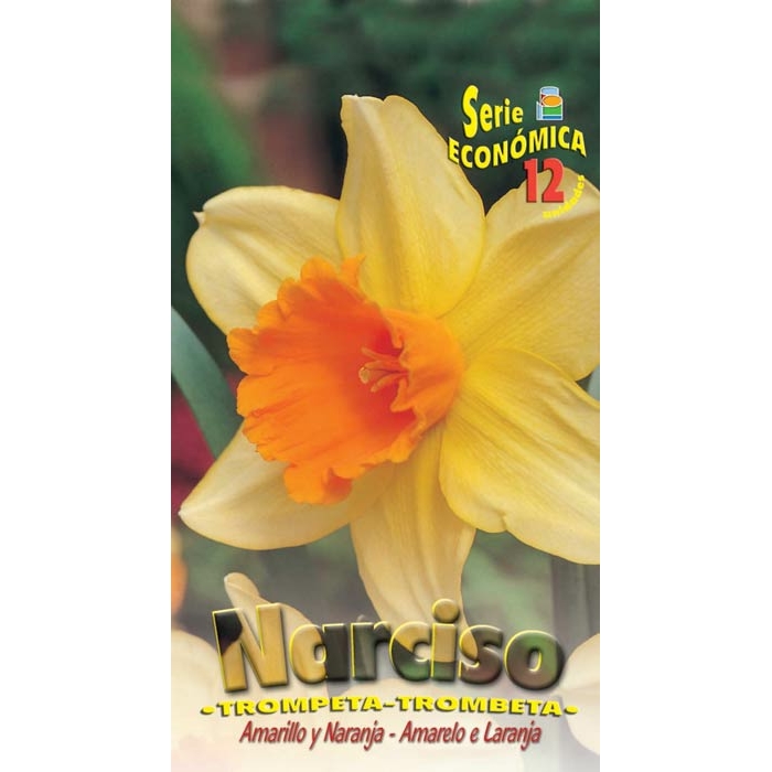 NARCISO TROMPETA AMARILLO Y NARANJA