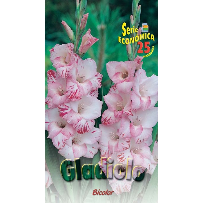 GLADIOLO BICOLOR