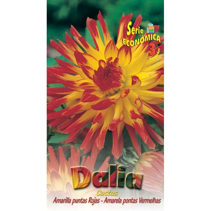 DALIA CACTUS AMARILLA PUNTAS ROJAS