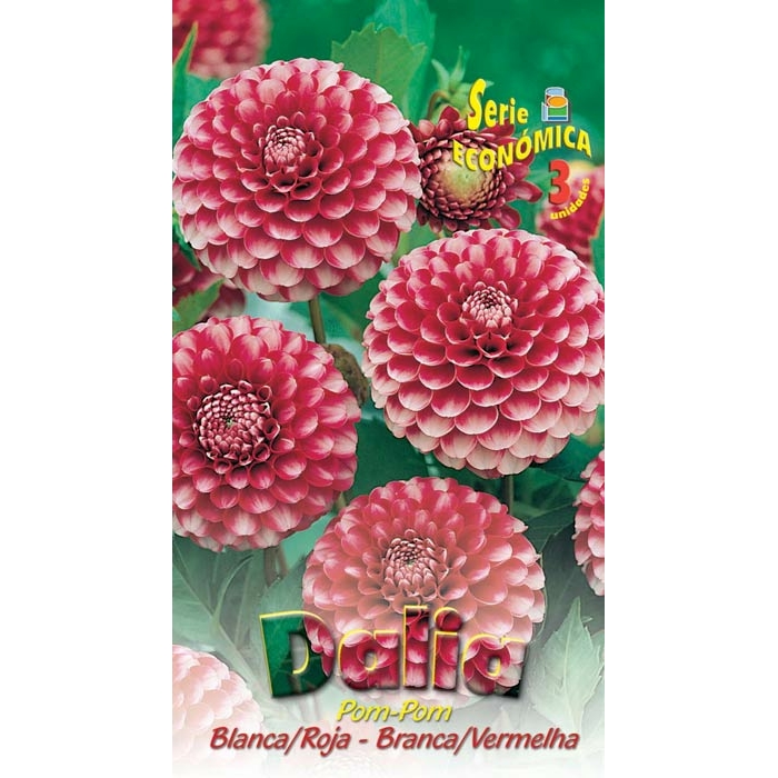DALIA POM POM ROJA ESTRIADA BLANCA