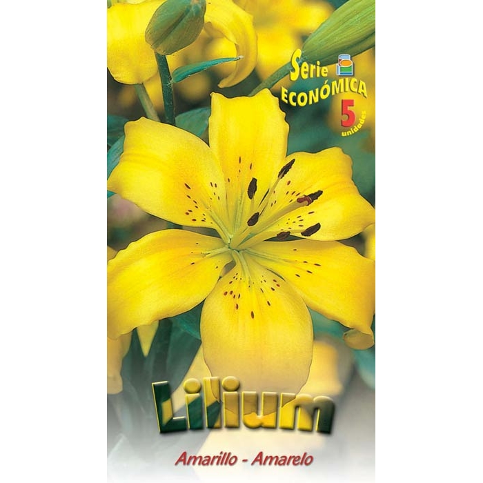 LILIUM AMARILLO