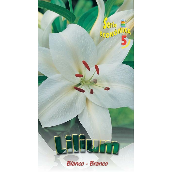LILIUM BLANCO