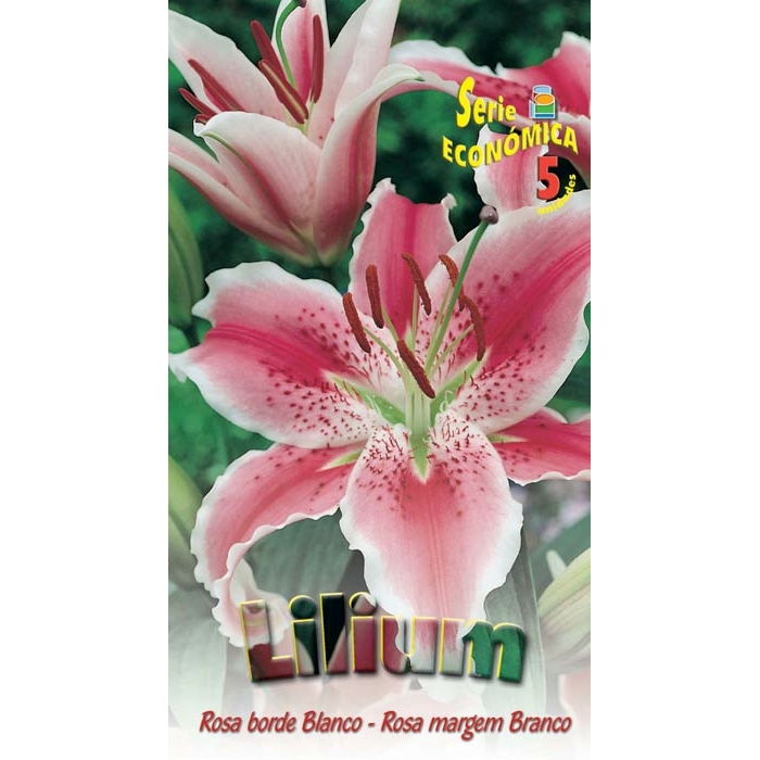 LILIUM ROSA ESTRIADO BLANCO