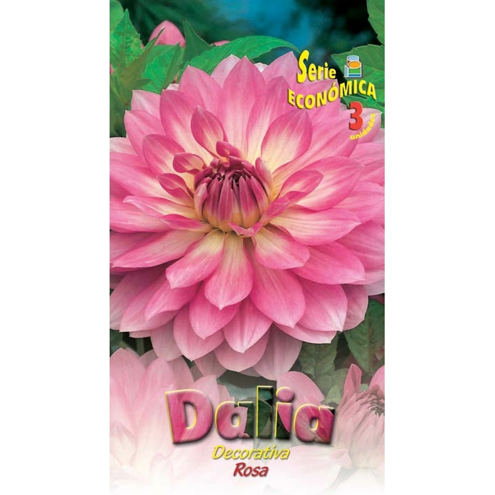DALIA DECORATIVA ROSA