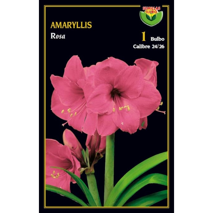 AMARYLLIS ROSA