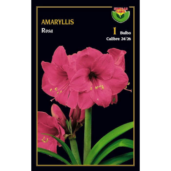 AMARYLLIS ROSA