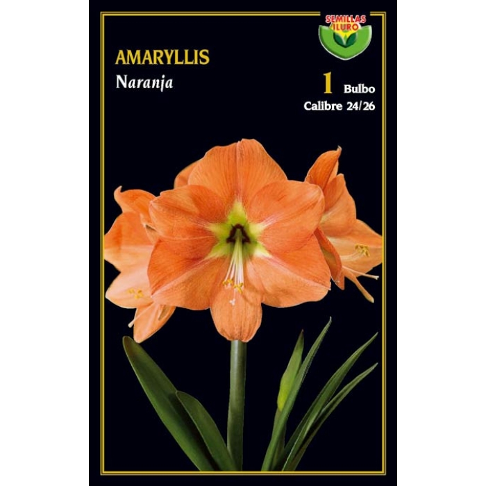 AMARYLLIS NARANJA